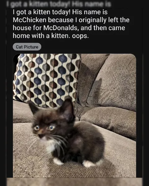 McChicken the Kitten