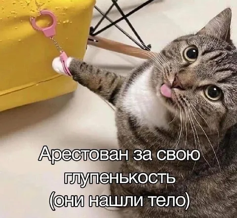 Кот арестован за глупенькость