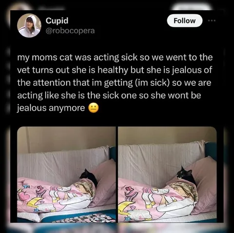 Jealous Cat Pretends to Be Sick