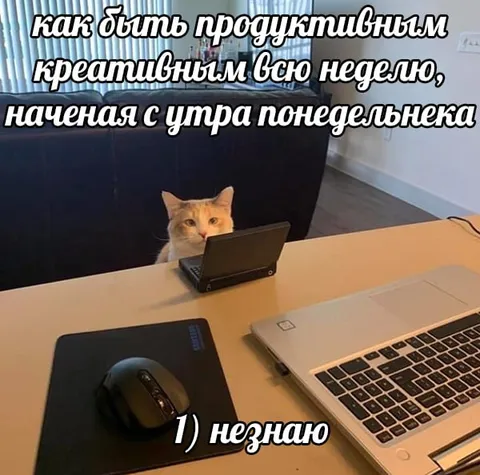 Кот не знает, как быть продуктивным