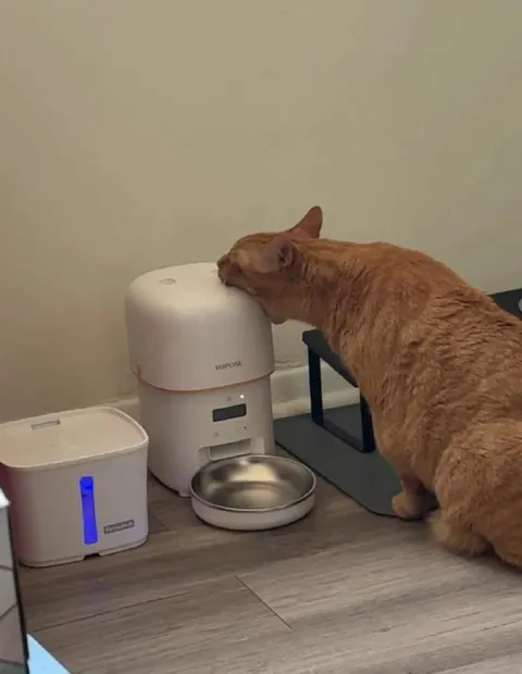 Кот нюхает кормушку