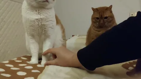 Рыжий кот не любит щекотку