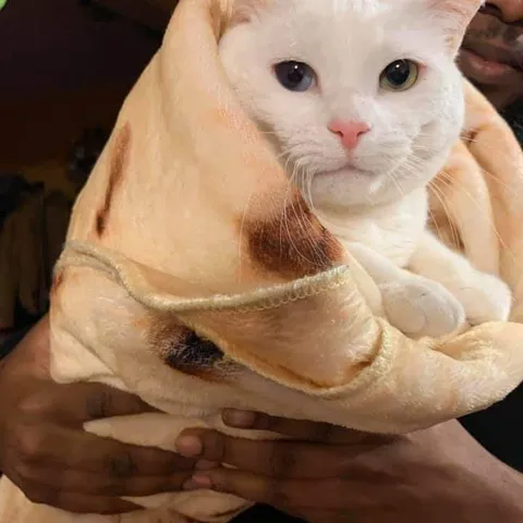Кот в лепёшке