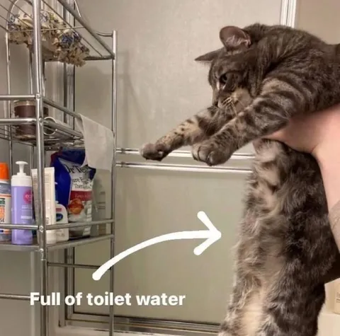 Full of Toilet Water