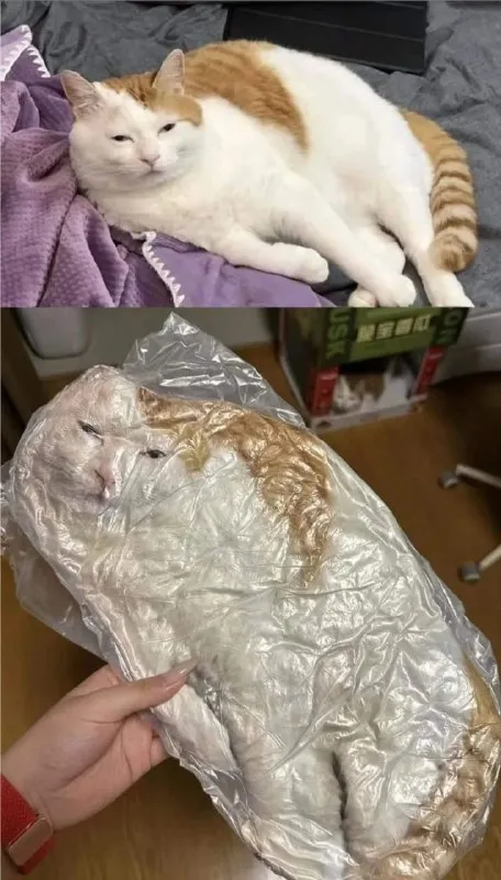 Кот в вакуумной упаковке