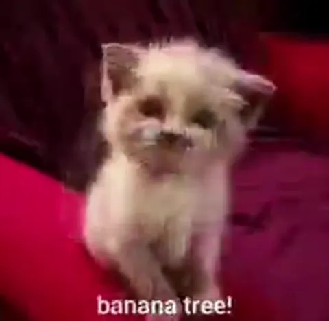 Cats Sing Banana Man