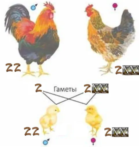 Гаметы у кур