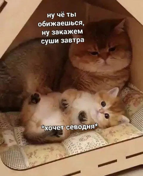 Кот обижается на суши