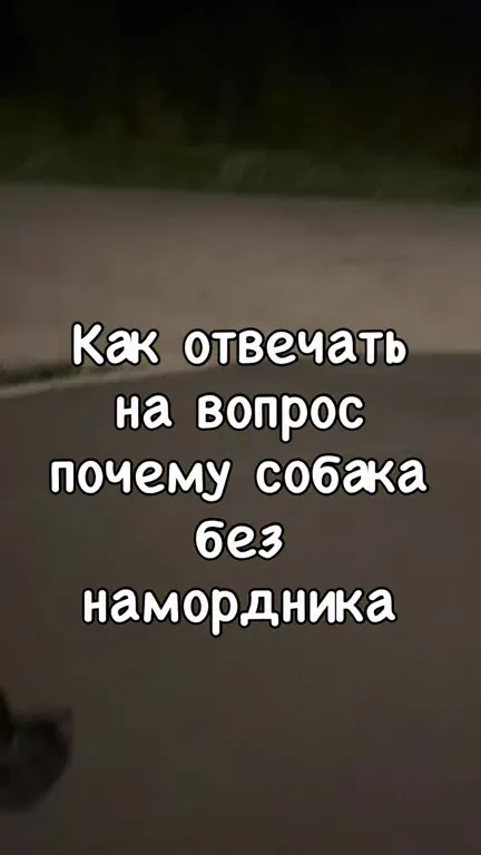 Почему собака без намордника