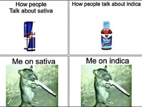 Sativa Versus Indica Effects