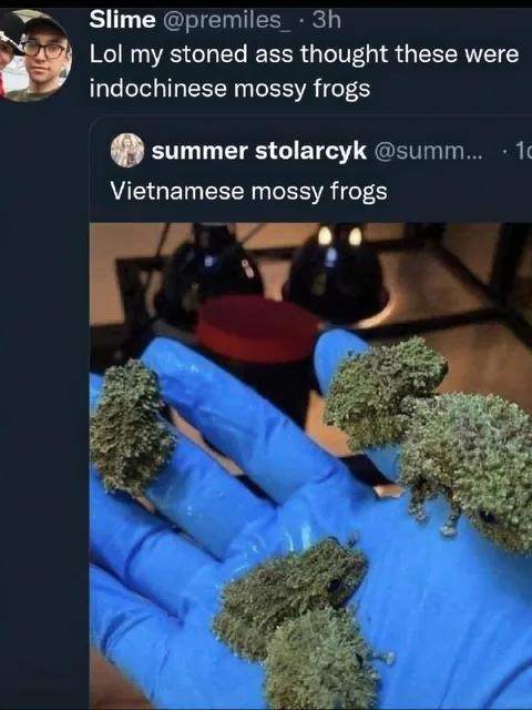 Mossy Frogs or Weed