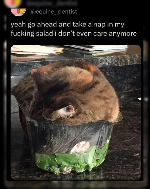 Cat Napping in Salad