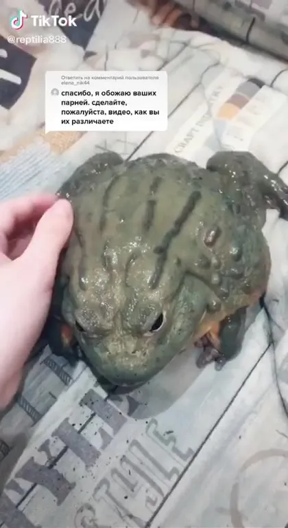 Как различать ваших парней