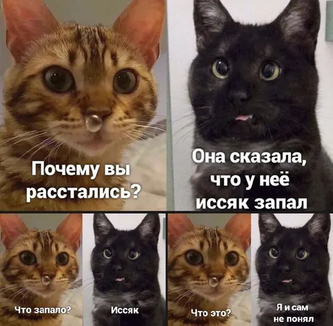 Коты не поняли расставание