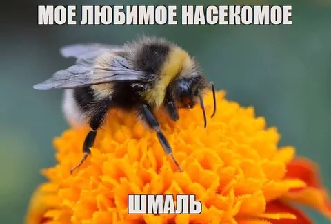 Моё любимое насекомое — шмаль