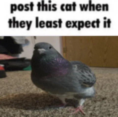 Post This Cat When Least Expected