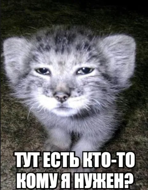 Котёнок ищет того, кому нужен