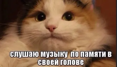 Кот слушает музыку в голове