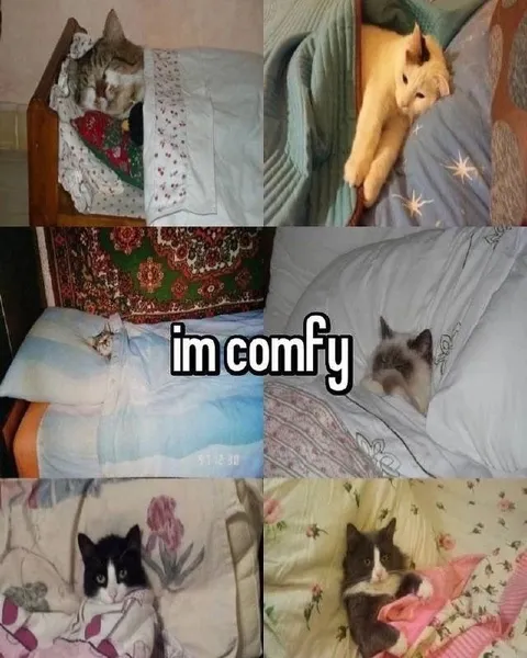Cats Are Comfy in Bed