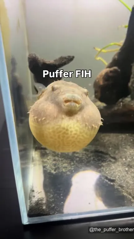 Puffer Fish Swimming to Kendrick