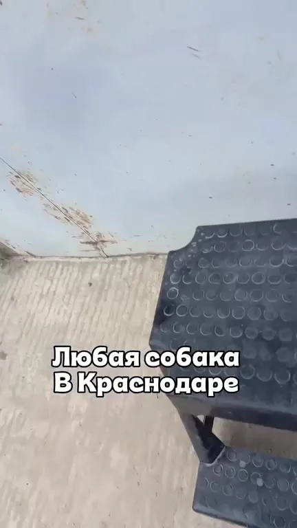 Любая собака в Краснодаре