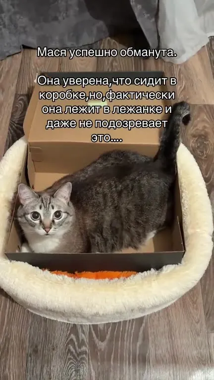 Мася думает, что сидит в коробке