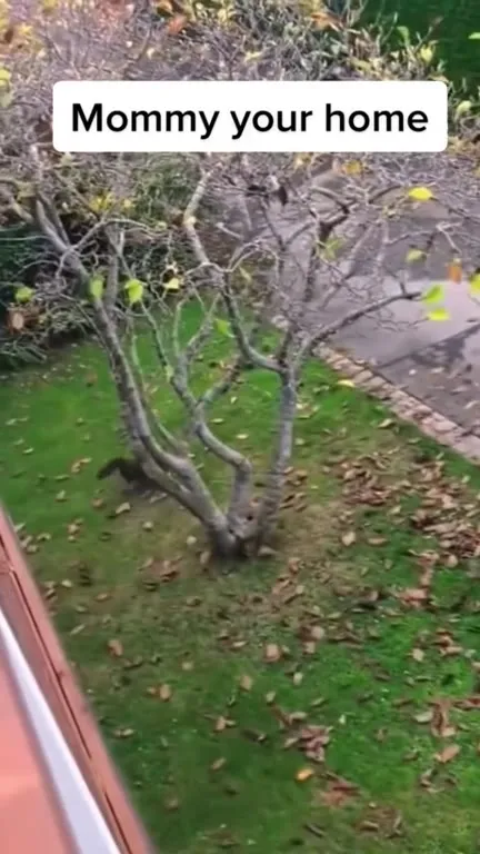 Mommy Your Home Cat