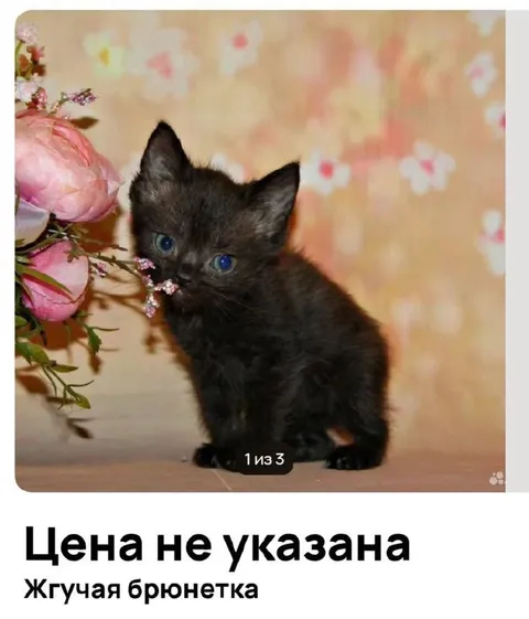 Жгучая брюнетка без цены