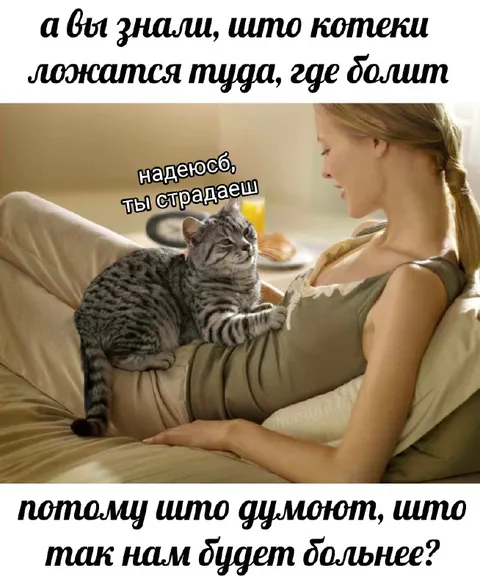 Котик ложится туда, где болит