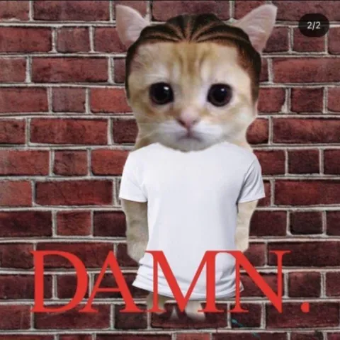 Damn Cat Reaction