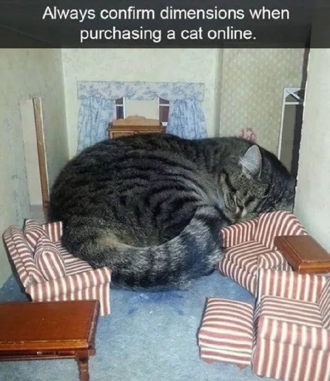 Confirm Cat Dimensions Online