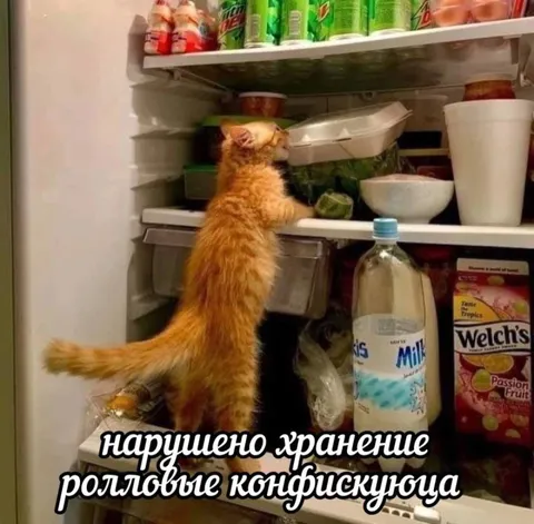 Кот нарушает хранение продуктов