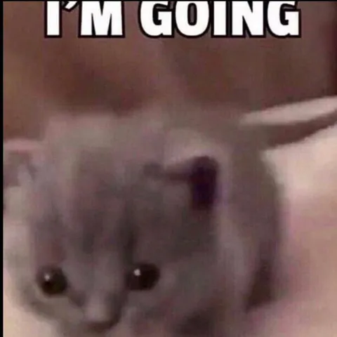 I'm Going Cat