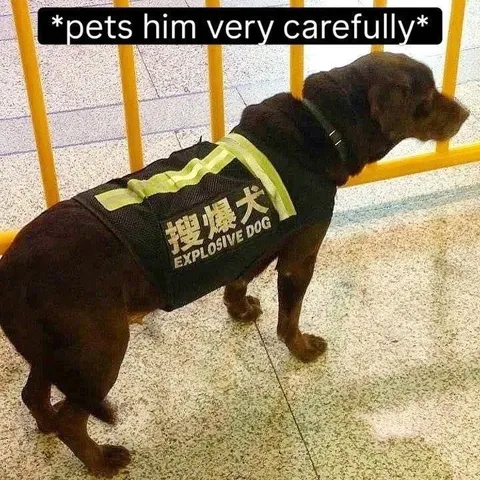 Pets the Explosive Dog Carefully