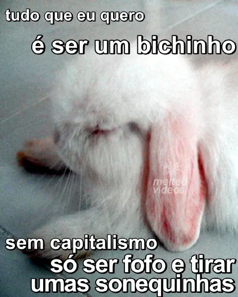 Bichinho sem capitalismo