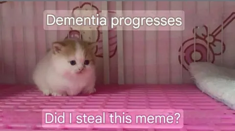 Dementia Progresses Cat Meme