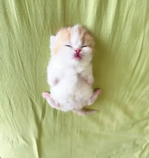 Котёнок сладко засыпает