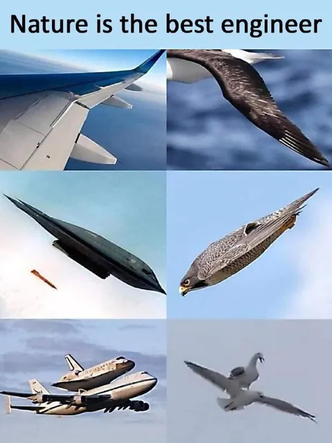 Nature Is the Best Engineer