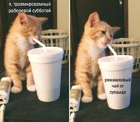 Травмированный рабочевой субботой котёнок