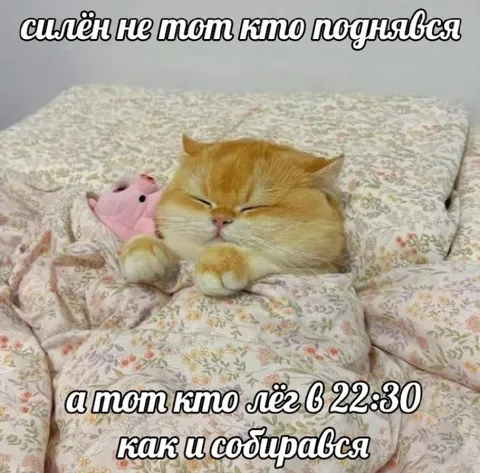 Кот лёг спать вовремя