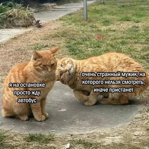 Кот ждёт автобус и странный мужик