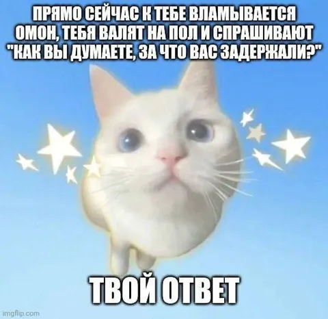 Кот после задержания