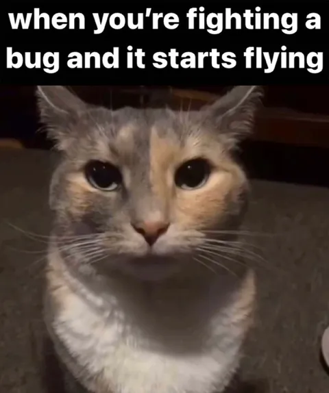 Cat Watches Flying Bug