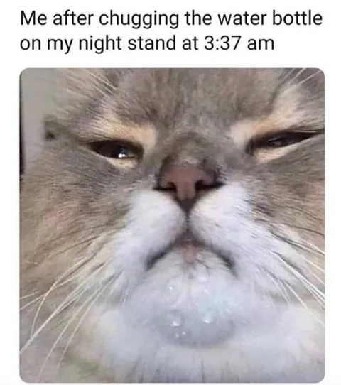 Cat After Drinking at 3:37 AM