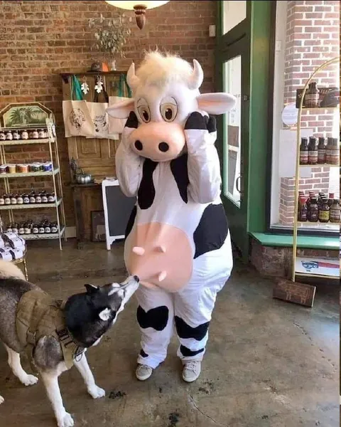 Собака проверяет корову