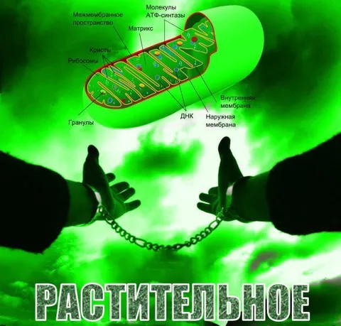 Растительное дыхание