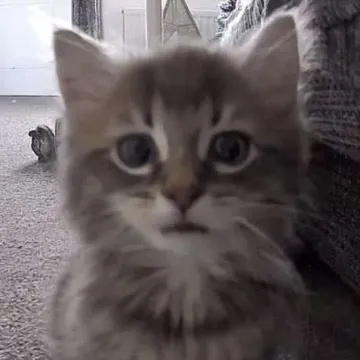Котёнок смотрит с недоумением