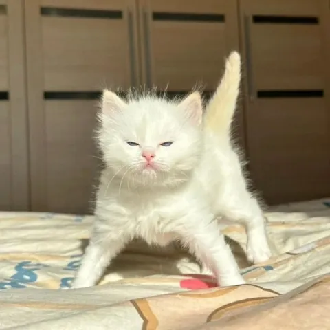 Котик стоит в боевой стойке