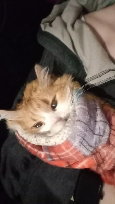 Котёнок укутался в плед