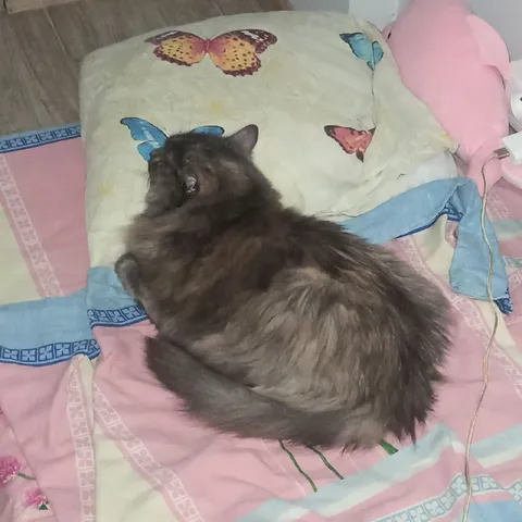Кот свернулся клубком на кровати
